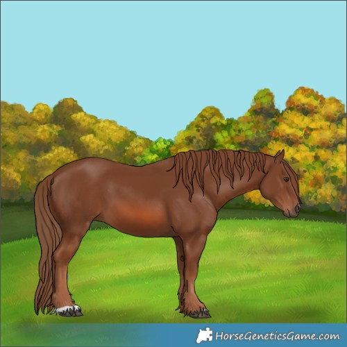 Horse Color:Chestnut 
