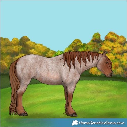 Horse Color:Red Roan 