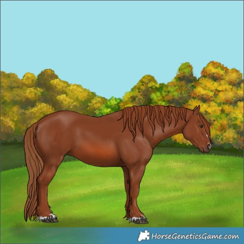 Horse Color:Chestnut 
