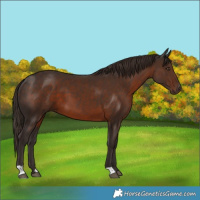 Horse Color:Liver Chestnut 