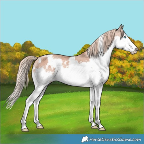 Horse Color:White Spotted Gold Champagne Splash 