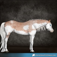Horse Color:Silver Bay Splash Tobiano Appaloosa 