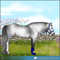 Horse Color:Gray Black Tobiano Rabicano 