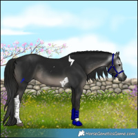 Horse Color:Gray Black Tobiano Rabicano