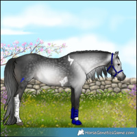 Horse Color:Gray Black Tobiano Rabicano 