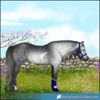 Horse Color:Gray Black Tobiano Rabicano 