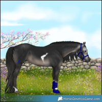 Horse Color:Gray Black Tobiano Rabicano 