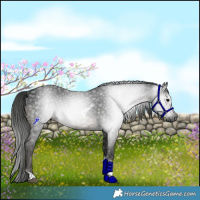 Horse Color:Gray Black Tobiano Rabicano 