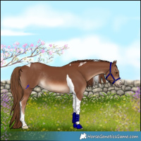 Horse Color:Chestnut Tobiano Rabicano 