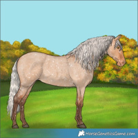 Horse Color:Silver Bay Roan Dun Appaloosa Rabicano 