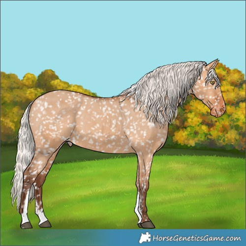 Horse Color:Silver Bay Dun Sabino Appaloosa Rabicano 