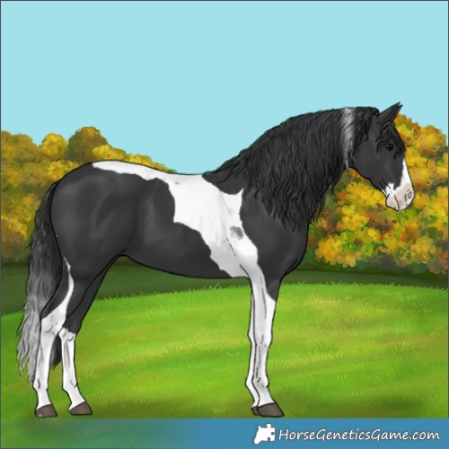 Horse Color:Black Splash Tobiano 