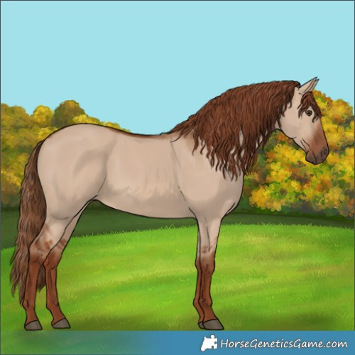 Horse Color:Red Dun 