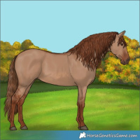 Horse Color:Red Dun 