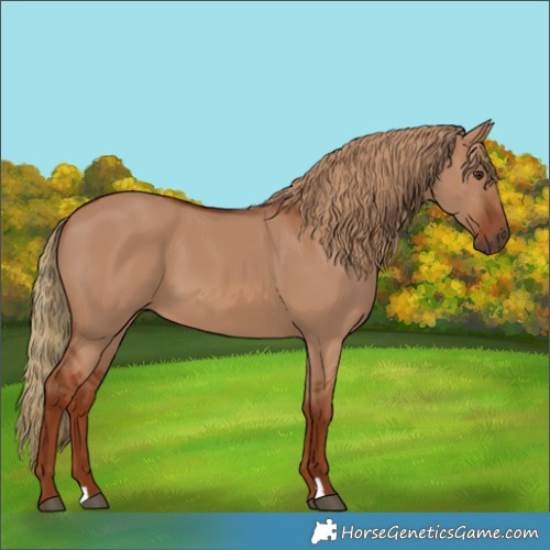 Horse Color:Red Dun 