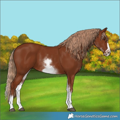 Horse Color:White Spotted Chestnut Frame 