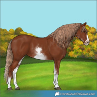 Horse Color:White Spotted Chestnut Frame 