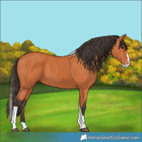 Horse Color:Bay Splash Tobiano