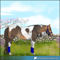 Horse Color:Buckskin Tobiano Rabicano 
