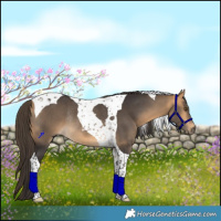 Horse Color:Buckskin Tobiano Rabicano 