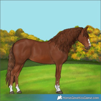 Horse Color:Chestnut 