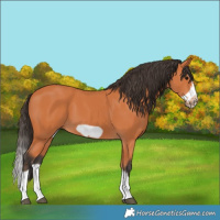 Horse Color:Bay Splash Frame