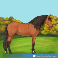 Horse Color:Bay 