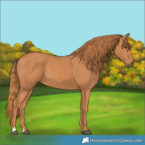 Horse Color:Chestnut 