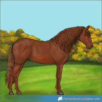 Horse Color:Chestnut 
