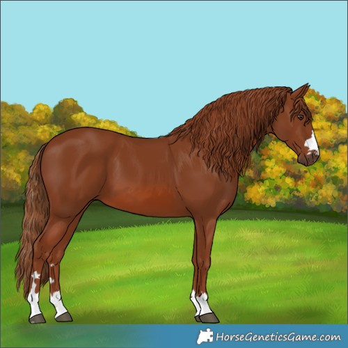 Horse Color:Chestnut 