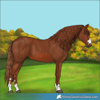 Horse Color:Chestnut 