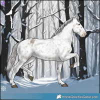 Horse Color:Silver Brown Roan Dun Appaloosa Rabicano 