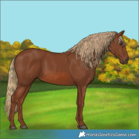 Horse Color:Chestnut 
