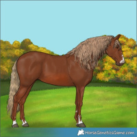 Horse Color:Chestnut 
