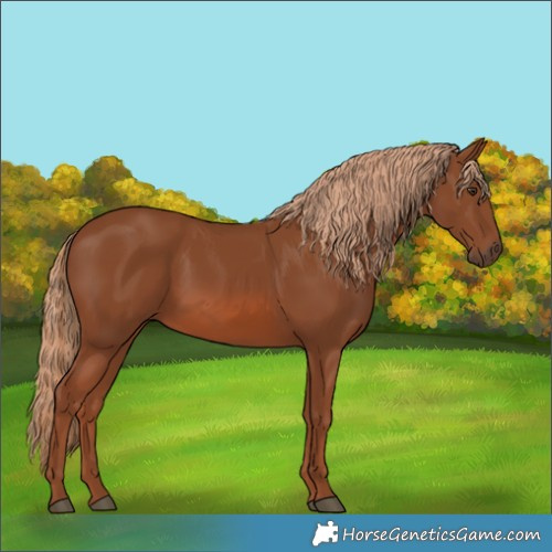 Horse Color:Chestnut 