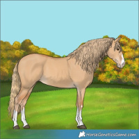 Horse Color:Red Dun 