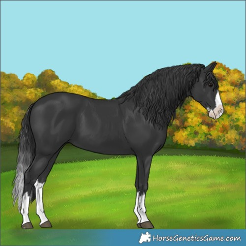 Horse Color:Black Splash 