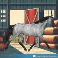 Horse Color:Blue Roan 