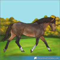 Horse Color:Buckskin Tobiano 