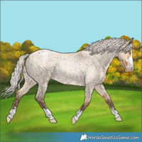 Horse Color:Silver Bay Roan Dun Appaloosa Rabicano 
