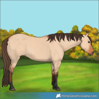 Horse Color:Bay Dun