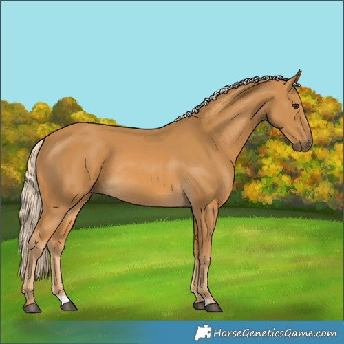 Horse Color:Palomino 