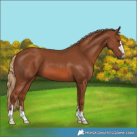 Horse Color:Chestnut 