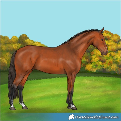 Horse Color:Bay 