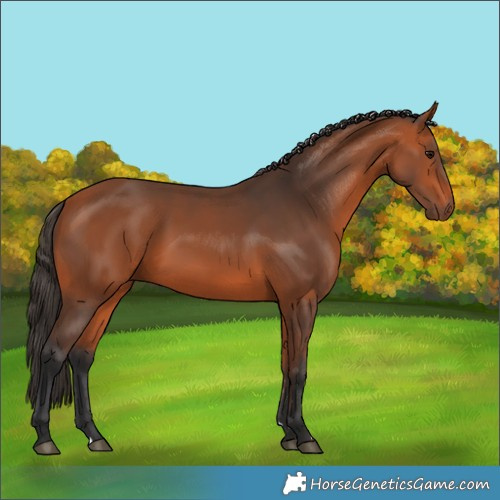 Horse Color:Bay 