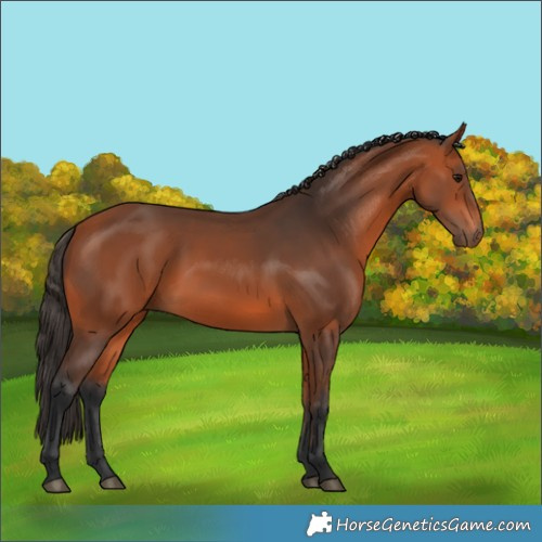 Horse Color:Bay 