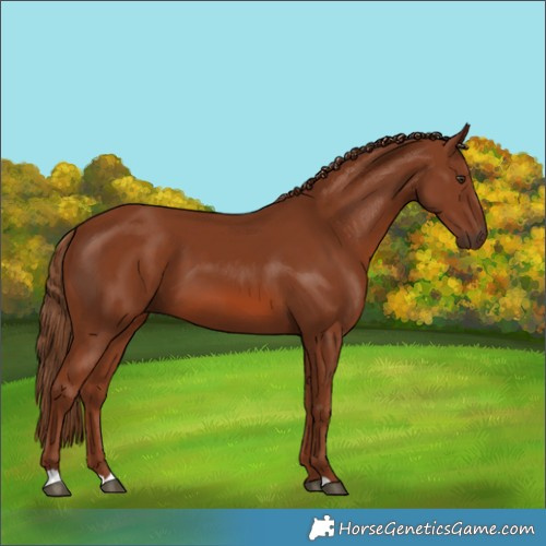 Horse Color:Chestnut 