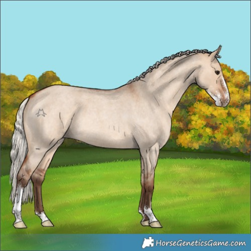 Horse Color:Silver Bay Roan Dun Sabino