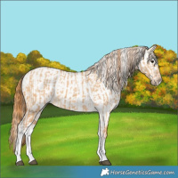 Horse Color:White Spotted Red Dun Rabicano  and White Spotted Red Dun Rabicano 