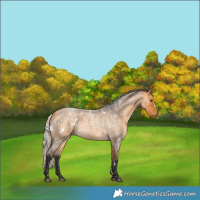 Horse Color:White Spotted Silver Buckskin Roan
